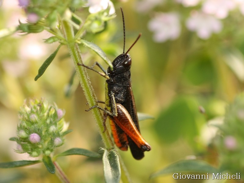 Omocestus rufipes